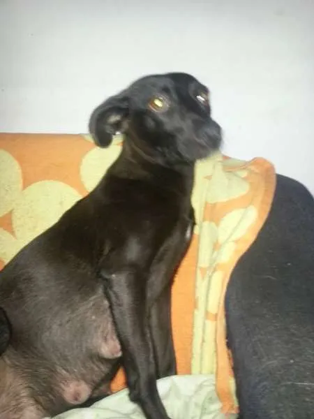 Cachorro ra a MIX PINSCHER idade 1 ano nome PRETINHA