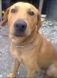 CARAMELO