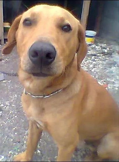 Cachorro ra a MIX LABRADOR idade 1 ano nome CARAMELO