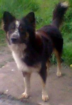 Cachorro raça MIX BORDER COLLIE idade 2 anos nome PELUDO