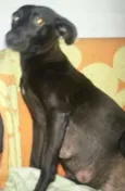 PRETINHA