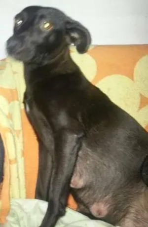 Cachorro raça MIX PINSCHER idade 1 ano nome PRETINHA