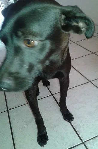 Cachorro ra a MIX PINSCHER idade 1 ano nome PRETINHA