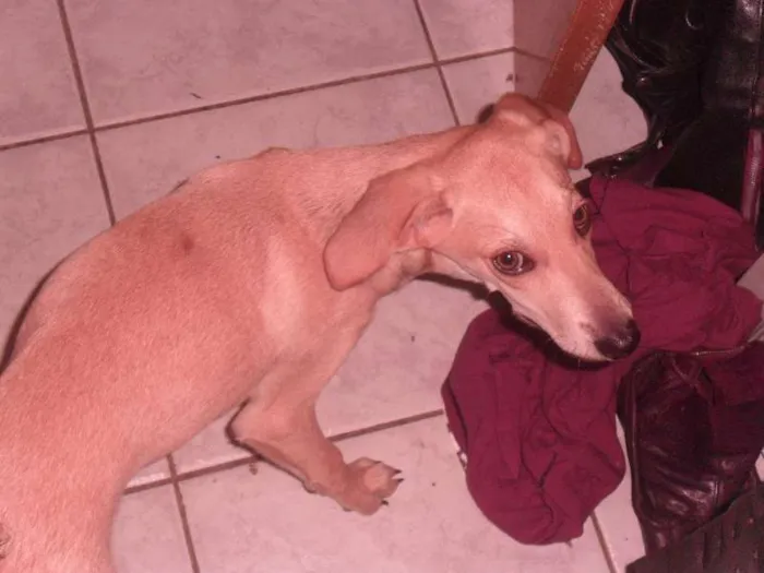 Cachorro ra a sem raça idade 2 a 6 meses nome pou