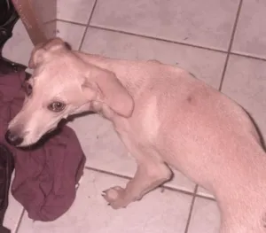 Cachorro raça sem raça idade 2 a 6 meses nome pou