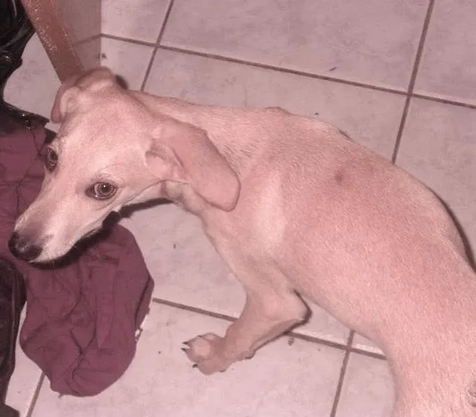 Cachorro ra a sem raça idade 2 a 6 meses nome pou