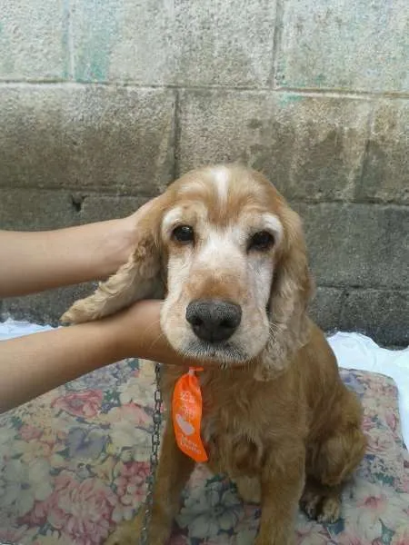 Cachorro ra a Cocker  idade  nome Sem nome