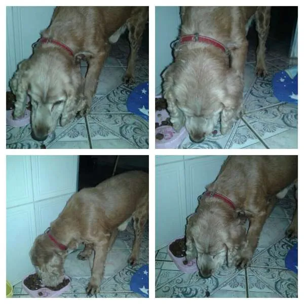 Cachorro ra a Cocker  idade  nome Sem nome