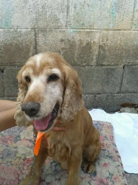 Cachorro ra a Cocker  idade  nome Sem nome