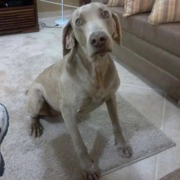 Cachorro ra a weimaraner idade 2 anos nome LED