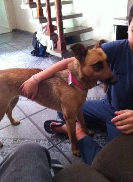 Cachorro ra a Vira lata idade 1 ano nome Lola