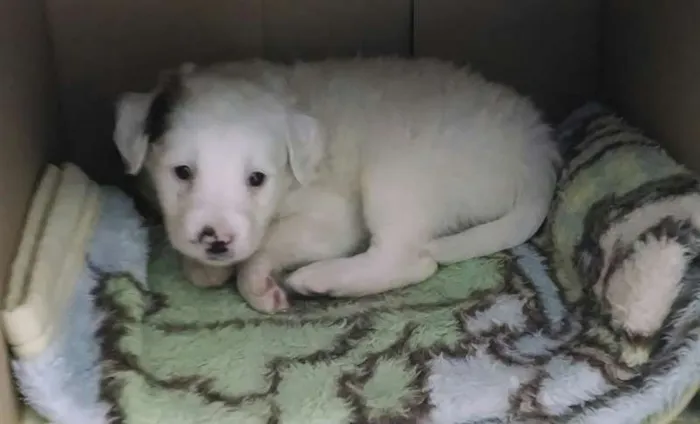 Cachorro ra a Vira-Lata idade Abaixo de 2 meses nome Rubi, Pirata