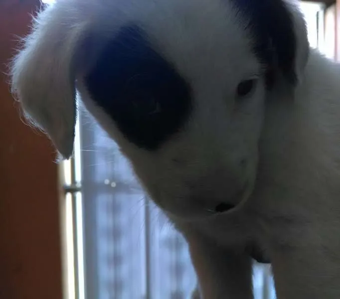 Cachorro ra a Vira-Lata idade Abaixo de 2 meses nome Rubi, Pirata