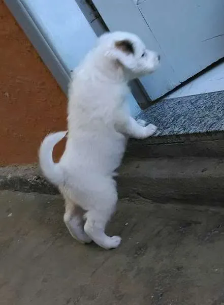 Cachorro ra a Vira-Lata idade Abaixo de 2 meses nome Rubi, Pirata