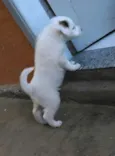Rubi, Pirata