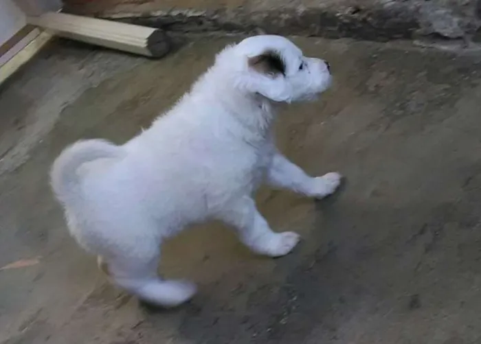 Cachorro ra a Vira-Lata idade Abaixo de 2 meses nome Rubi, Pirata