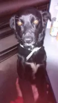 Tôco