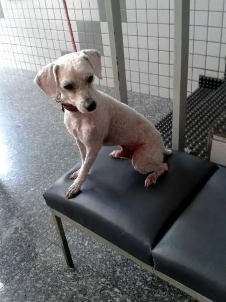 Cachorro ra a Poodle idade 1 ano nome Regynaldo