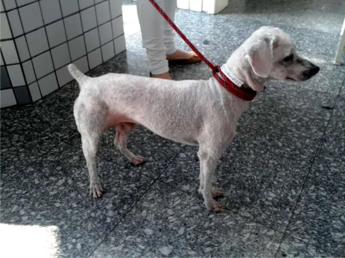 Cachorro ra a Poodle idade 1 ano nome Regynaldo