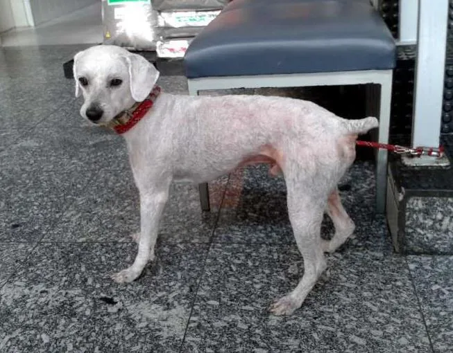 Cachorro ra a Poodle idade 1 ano nome Regynaldo