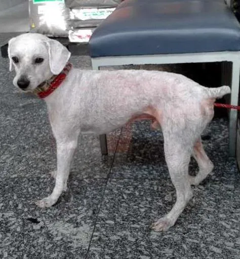 Cachorro ra a Poodle idade 1 ano nome Regynaldo