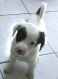 Rubi, Pirata