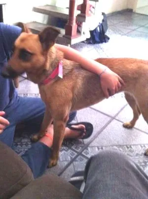 Cachorro raça Vira lata idade 1 ano nome Lola