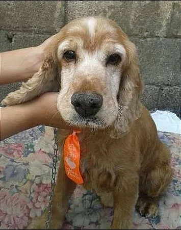 Cachorro ra a Cocker  idade  nome Sem nome