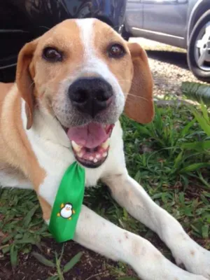Cachorro raça SRD idade 3 anos nome Zé