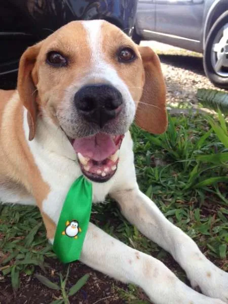 Cachorro ra a SRD idade 3 anos nome Zé