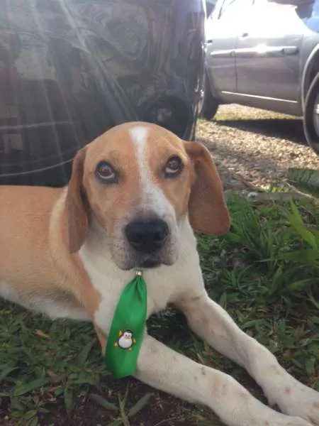 Cachorro ra a SRD idade 3 anos nome Zé
