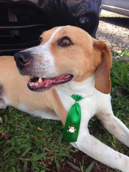 Cachorro ra a SRD idade 3 anos nome Zé