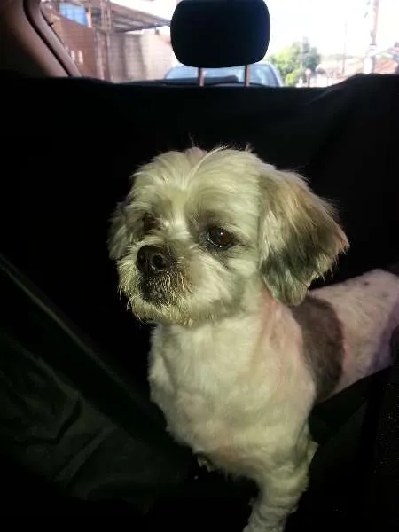 Cachorro ra a Lhasa Apso idade  nome Sem nome