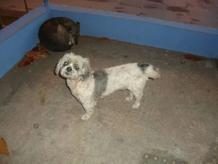 Cachorro ra a Lhasa Apso idade  nome Sem nome