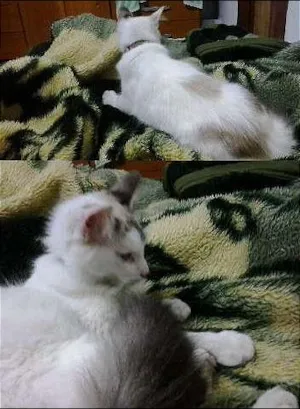 Gato raça SRD idade 1 ano nome sem nome