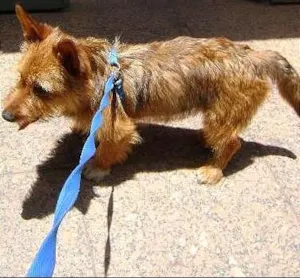 Cachorro raça SRD idade 7 a 11 meses nome jimi