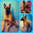 Zeque