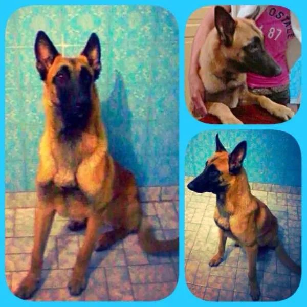 Cachorro ra a Pator belga de malinois idade 7 a 11 meses nome Zeque