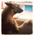 Zeque