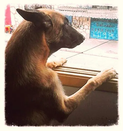 Cachorro ra a Pator belga de malinois idade 7 a 11 meses nome Zeque