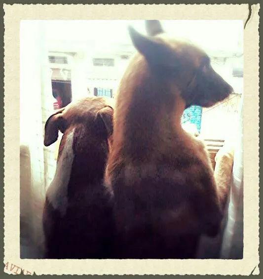 Cachorro ra a Pator belga de malinois idade 7 a 11 meses nome Zeque
