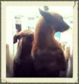 Zeque
