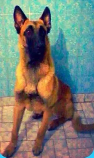 Cachorro raça Pator belga de malinois idade 7 a 11 meses nome Zeque