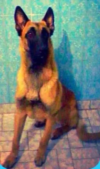 Cachorro ra a Pator belga de malinois idade 7 a 11 meses nome Zeque