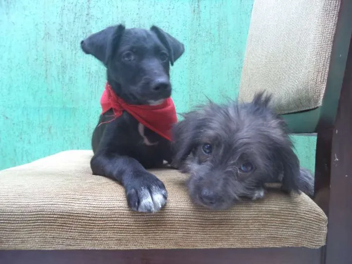 Cachorro ra a Poodle/Vira-lata idade 2 a 6 meses nome Lepe/ Lupita/ Loli