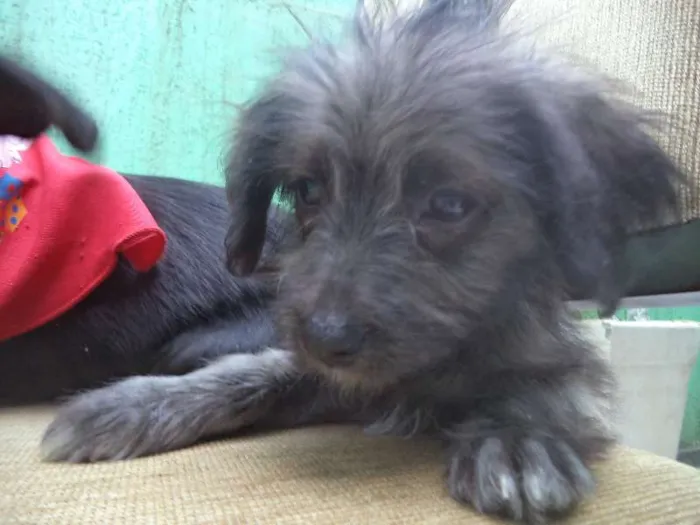 Cachorro ra a Poodle/Vira-lata idade 2 a 6 meses nome Lepe/ Lupita/ Loli