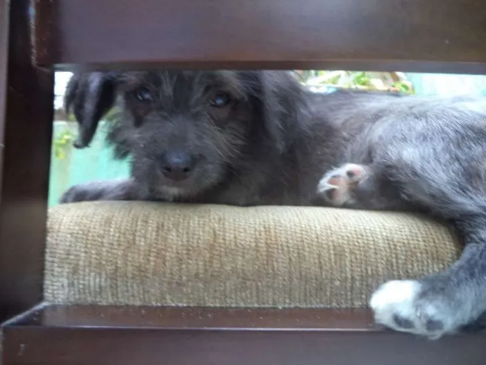 Cachorro ra a Poodle/Vira-lata idade 2 a 6 meses nome Lepe/ Lupita/ Loli