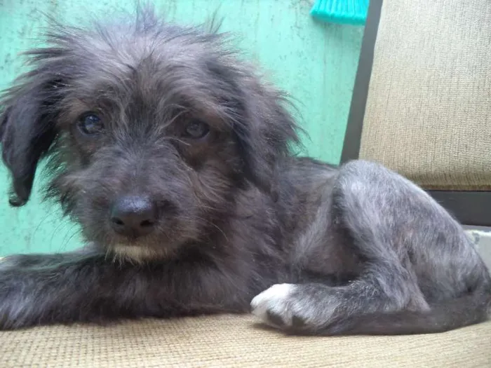 Cachorro ra a Poodle/Vira-lata idade 2 a 6 meses nome Lepe/ Lupita/ Loli