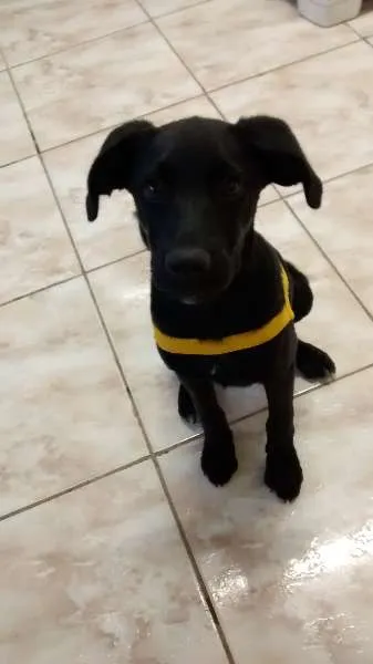 Cachorro ra a vira lata idade 2 a 6 meses nome Pikse