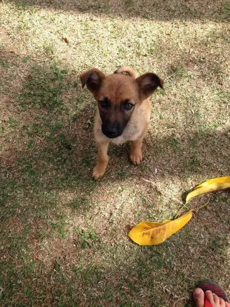 Cachorro ra a Srd idade 2 a 6 meses nome Filhote ADOÇÃO